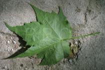 Abutilon x hybridum - Lower side of leaf - Click to enlarge!